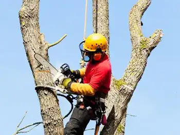 Abattage arbres et haies 91